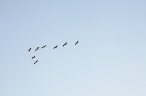 Birds flying